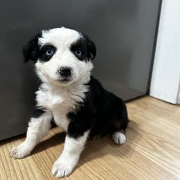 Rose - Black tri female Miniature Australian Shepherd puppy in Mill Spring, North Carolina from Adair Acres Aussies