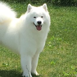 Samoyeds from Ej Samoyeds