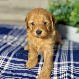 Green - Cream male Goldendoodle puppy in St George, Utah from Picture Perfect Doodles