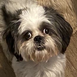 Bently - Shih Tzu