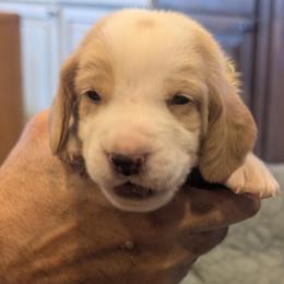 Cedric- Green Collar - Red and white male Basset Hound puppy in Duchesne, Utah from HI Desert Hounds