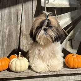 Sunny Boy - Gold and white male Shih Tzu puppy in New York, New York from Falling Star