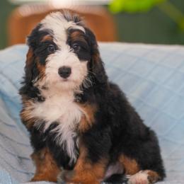 Jimmy (socialization program student) - Tri-color male Bernedoodle puppy in Dundee, Ohio from Down Home Doodle