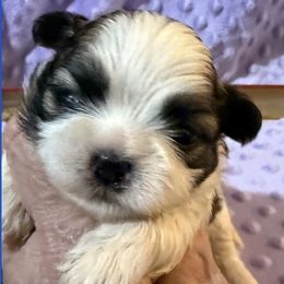 Haldeen - Red and white male Shih Tzu puppy in Corpus Christi, Texas from Pam Crump Shih Tzu