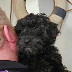 Girl 4 - Black female Whoodle puppy in O'neill, Nebraska from Willowdale Doodles
