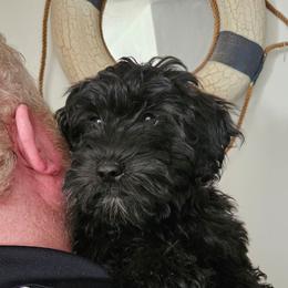 Girl 4 - Black female Whoodle puppy in O'neill, Nebraska from Willowdale Doodles