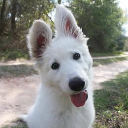 Berger Blanc Suisse puppies from Scenic Creek German Shepherds and White Swiss Shepherds