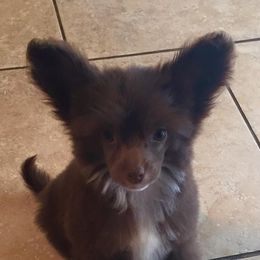 Chinese Crested Puppies from Jewels Chinese Cresteds
