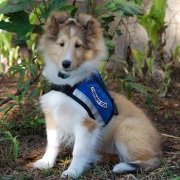 Shetland Sheepdogs from Vickey Willard