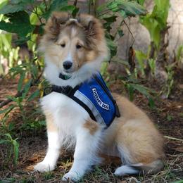 Shetland Sheepdogs from Vickey Willard