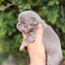Masha - Chocolate blue female Chihuahua puppy in Newport Beach, California from Exotic City Pomeranians and chihuahuas