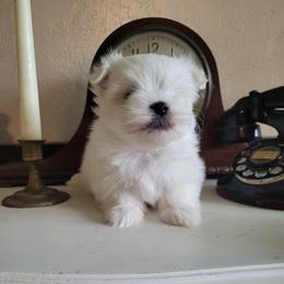 Maverick - White male Maltipoo puppy in Mena, Arkansas from Belle Ball Puppies