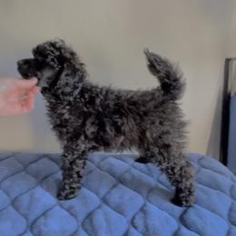 Poodle Puppies from Johnson’s Wine Country Poodles