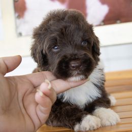 Brown White 2 - Brown and white male Sheepadoodle puppy in Youngstown, Florida from Wonderland’s Boujie Kennels