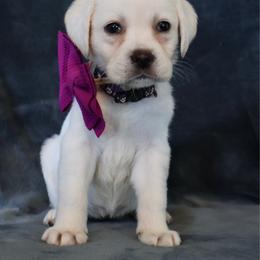 Purple collar girl - Yellow female Labrador Retriever puppy in Dunnellon, Florida from Quail Meadow Labradors