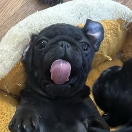 Lola - Black female Pug puppy in Indian Trail, North Carolina from Love Pugs