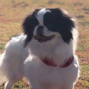 SAYURI - Japanese Chin