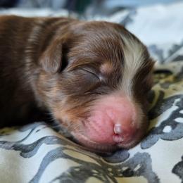 5 - Red tri-color female Australian Shepherd puppy in Albany, Oregon from Red Cloud Australian Shepherds and DeGray Great Danes & Bulldogs