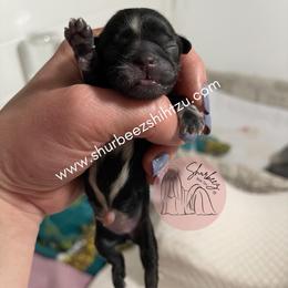 Shih Tzu Puppies from Shurbeez Shih Tzu
