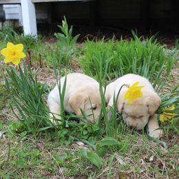 Labrador Retriever Puppies from Andrew Ewing