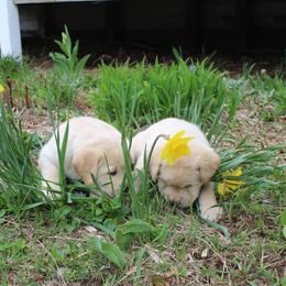 Labrador Retriever Puppies from Andrew Ewing