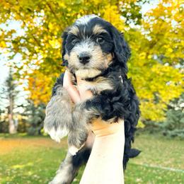 Willie - Tri-color male Bernedoodle puppy in Idaho Falls, Idaho from Idahome Doodle