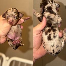 Woody - Dapple male Dachshund puppy in Hornbeck, Louisiana from A&Z Mini Dachshunds