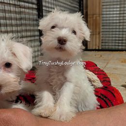 Miniature Schnauzer and Yorkshire Terrier Puppies from Tiny Tushy Lodge