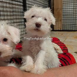 Miniature Schnauzer and Yorkshire Terrier Puppies from Tiny Tushy Lodge