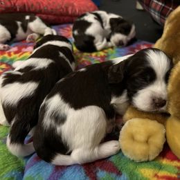 English Springer Spaniel Puppies from Epoch English Springer Spaniels