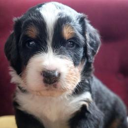 Gustave - Tri-color male Bernedoodle puppy in Folsom, Louisiana from DoodlesFarmCo