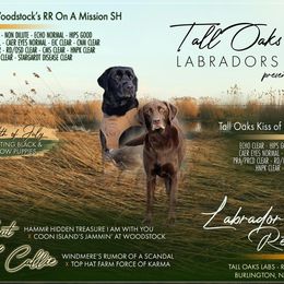 Labrador Retriever puppies from Tall Oaks Labs