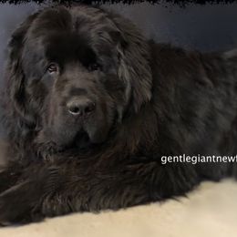 Newfoundlands from Gentle Giant Newfoundlands