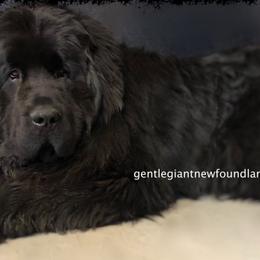 Newfoundlands from Gentle Giant Newfoundlands