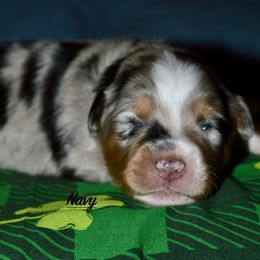 Navy - Blue merle Miniature Australian Shepherd puppy in Post Falls, Idaho from Puppy Love Inland Northwest
