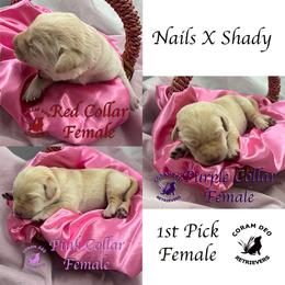 First Pick Yellow Female - Yellow female Labrador Retriever puppy in Greater Houston Area, Texas from Coram Deo Retrievers