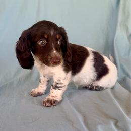 Boy 4 - Piebald male Dachshund puppy in Bowdon, Georgia from Doodle Bugs Doxies