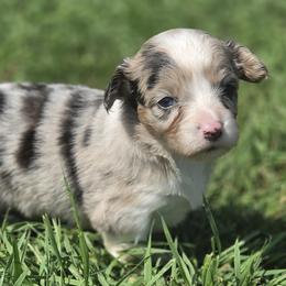 Female 3 - Red merle and white female American Corgi puppy in Portland, North Dakota from Sliding stop corgis