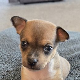 Lucy - Fawn white and tan Rat Terrier puppy in Dover, Ohio from Annette's Puppies