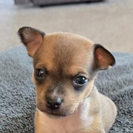 Lucy - Fawn white and tan Rat Terrier puppy in Dover, Ohio from Annette's Puppies