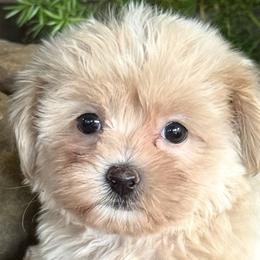 Companion Crosses, Havanese, Havapoos, Maltese, and Maltipoos from 3 Bs Havanese-PUPPIES with  PURPOSE