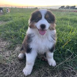 Pete - Black tri-color male Australian Shepherd puppy in Washington, Oklahoma from Top Draft Genetics