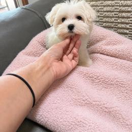 Chloe - White female Maltese puppy in Dallas, Texas from Dallas Darling Maltese