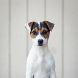 Ransom - Tri-color female Jack Russell Terrier puppy in Yakima County, Washington from Saddle Rock Kennels