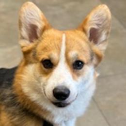 Pembroke Welsh Corgis from Emerald Corgis