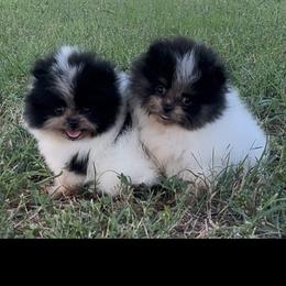Pomeranian Puppies from Cascade Pomeranians