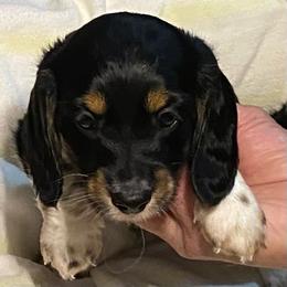 Boots AKC full rights - Black and cream male Dachshund puppy in Elizabethtown, Kentucky from Teeny Tiny Puppy Tails