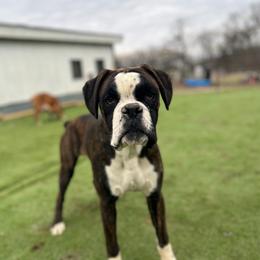 Journey - Boxer