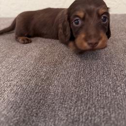 Olivia - Chocolate and tan female Dachshund puppy in Call, Texas from Dachshund D’Amore