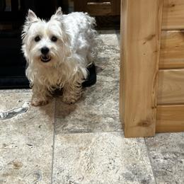 Roxy - West Highland White Terrier